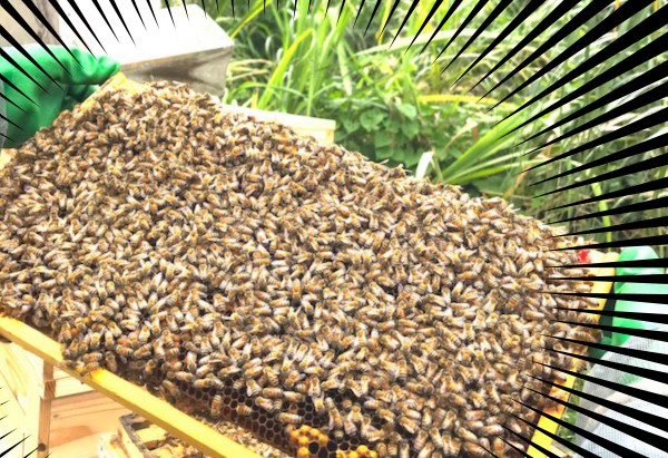 元気いっぱいのミツバチたちを見てください！