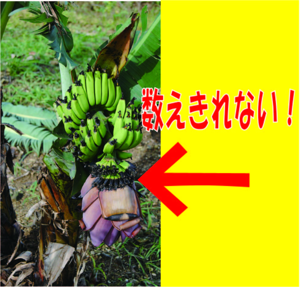 石垣島ミニバナナの苗 - 数え切れない